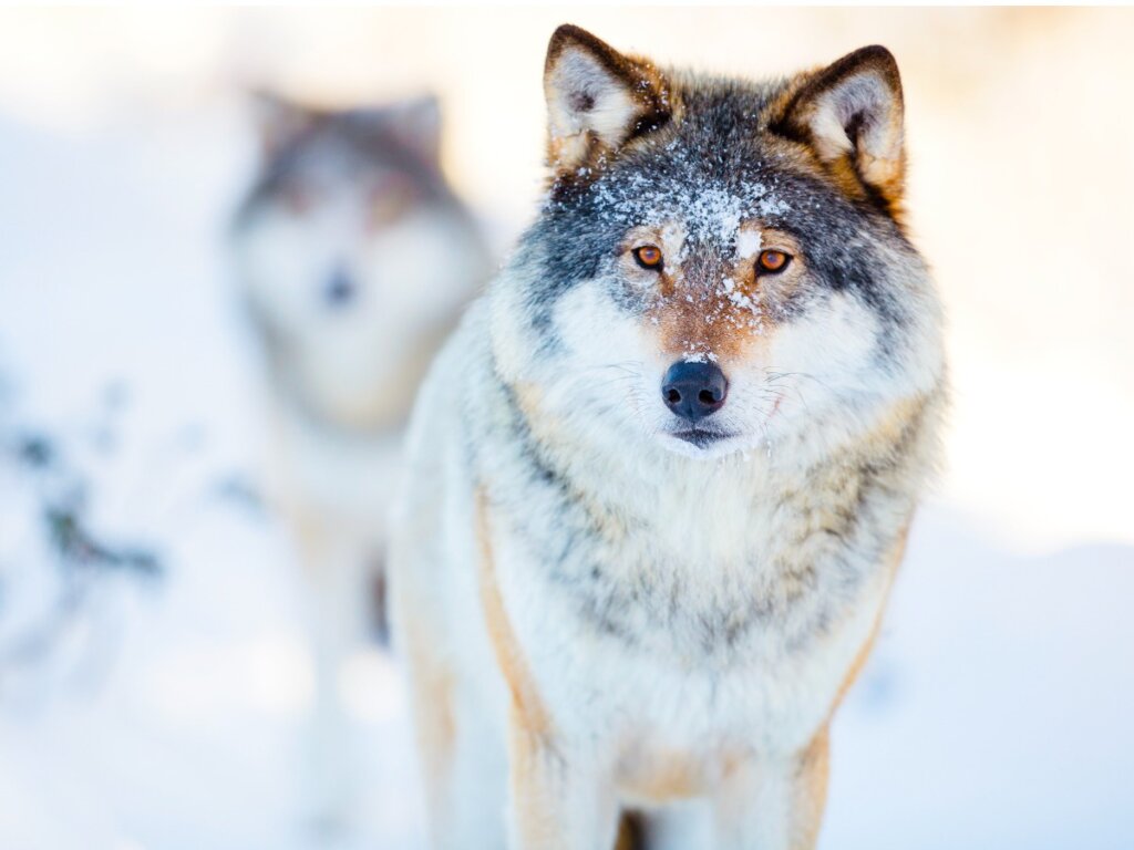 The Amazing World of Wolf Behavior