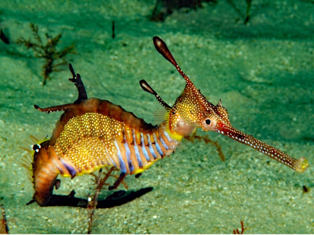 Sea dragon: habitat and characteristics