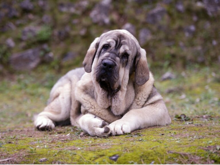 Pyrenean Mastiff: Everything About this Breed