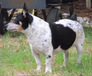Teddy Roosevelt Terrier: Everything About this Breed