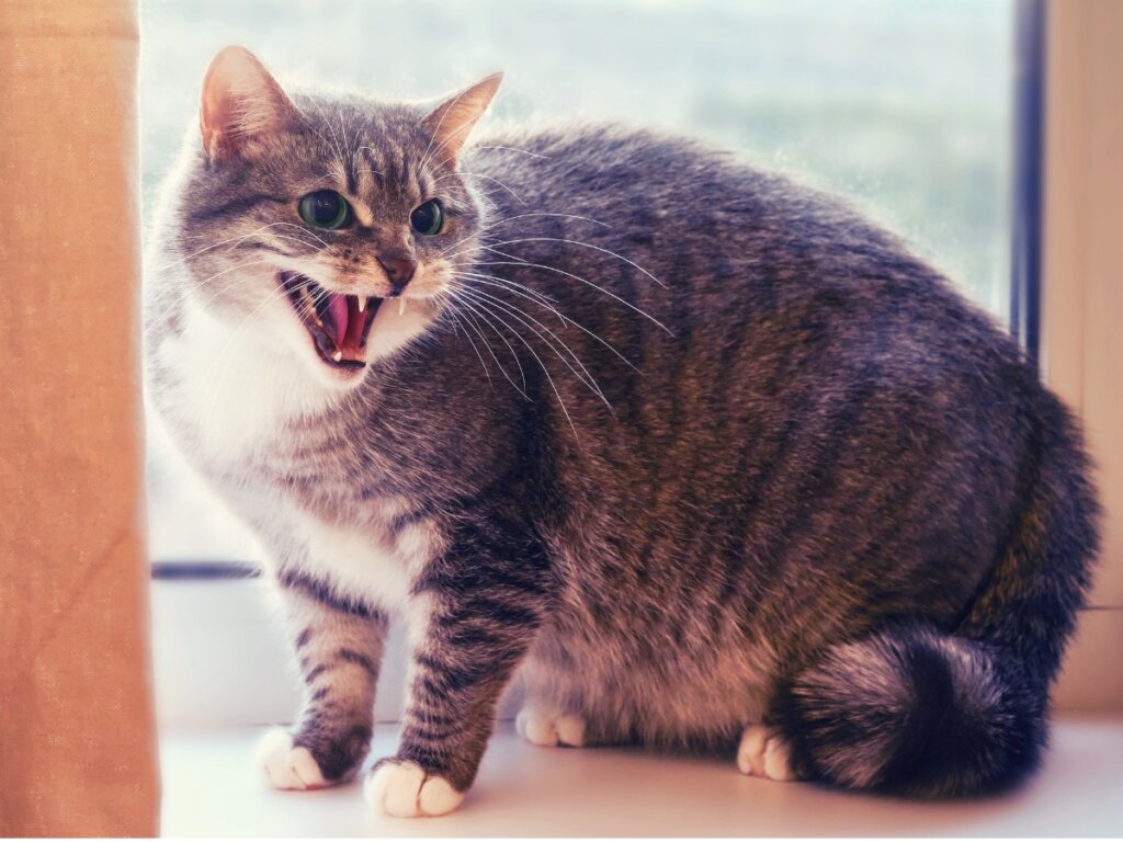 12 Signs Your Cat Doesn’t Love You
