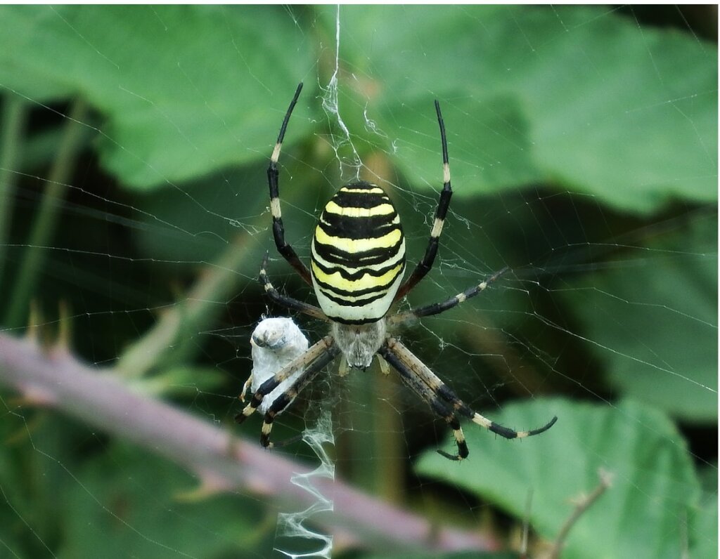 Tiger Spider: Habitat and Characteristics