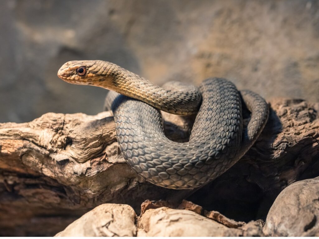 Montpellier Snake: Habitat and Characteristics