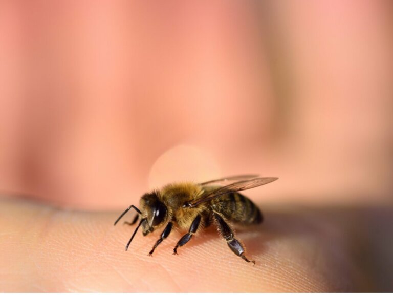 Do Bees Die After Stinging?