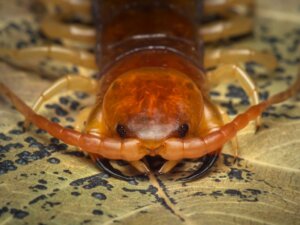 10 Curiosities About Centipedes
