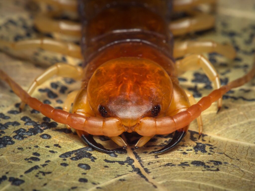10 Curiosities About Centipedes