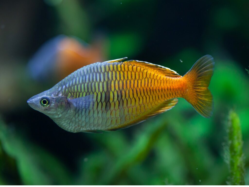 The Boesemani Rainbowfish: Characteristics and Care