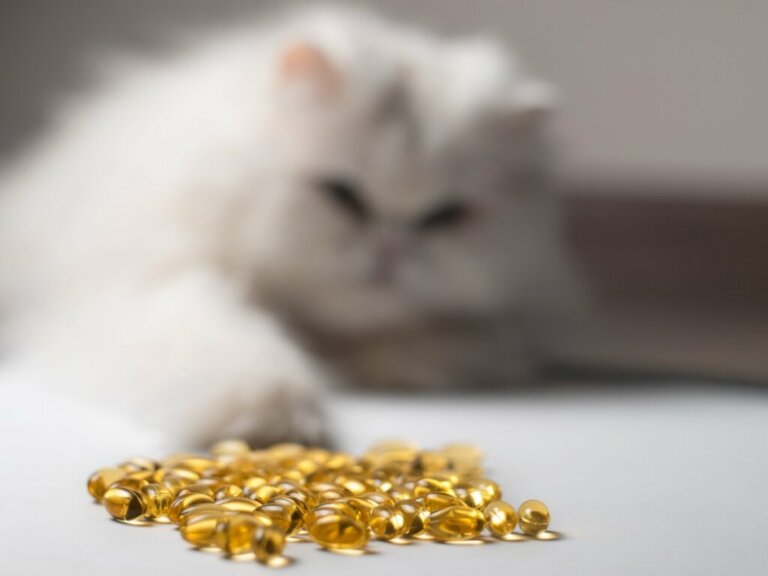 14 Benefits of Fish Oil for Cats