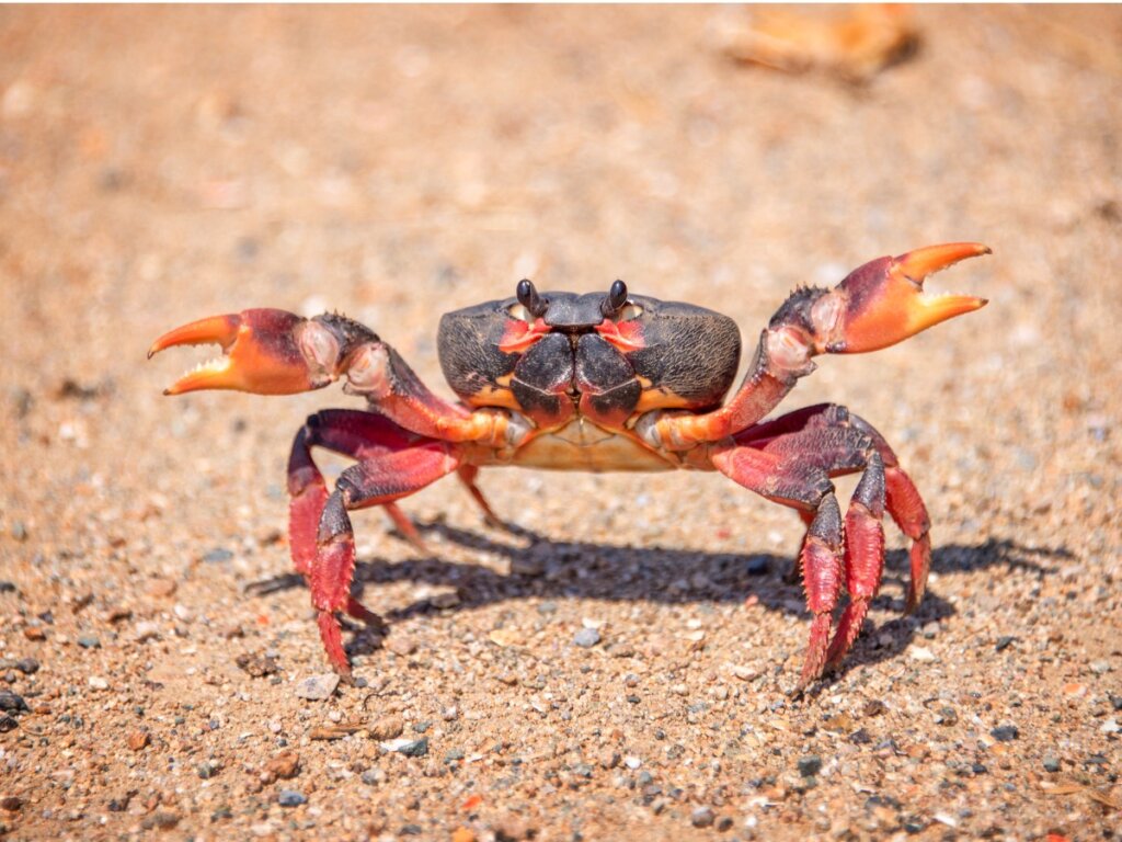 Bering Sea Crabs Types And Fishing   Crab Lifts Claws 1024x768 1 