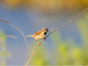 Are There Animals in the Dead Sea?