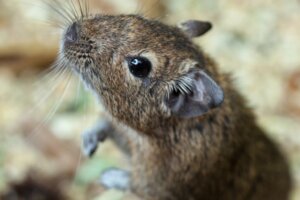 Get to Know the Degu!