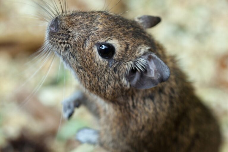 Get to Know the Degu!