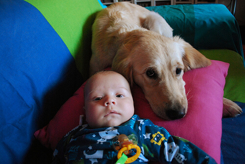 A Female Dog Breastfeeds an Abandoned Baby