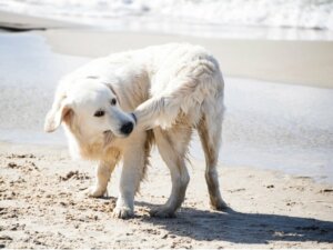 Why Do Dogs Bite Their Tails?