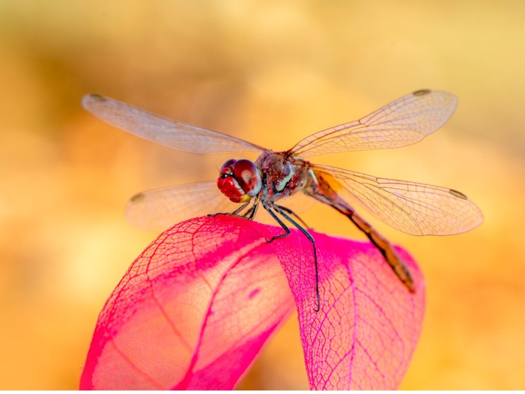 Dragonflies - Another Victim of Global Warming