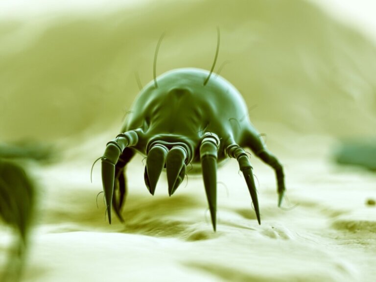 10 Curiosities About Mites
