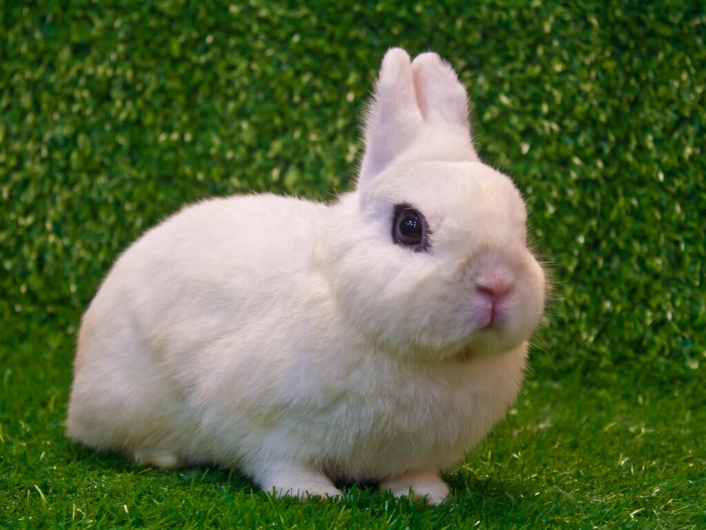 The Blanc de Hotot Rabbit: Characteristics and Care