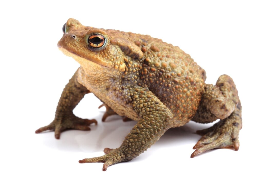 10 curiosities about toads