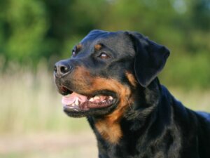 Differences Between an American and German Rottweiler