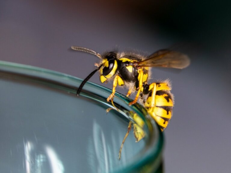 10 Curiosities About Wasps