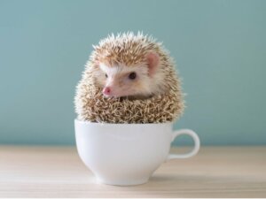 10 Common Diseases in Domestic Hedgehogs