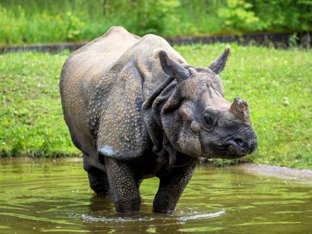 Indian Rhinoceros: Habitat and Characteristics