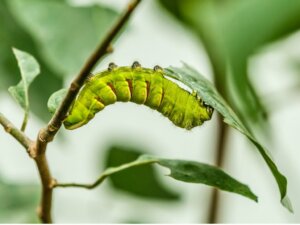 Are Caterpillars Worms?