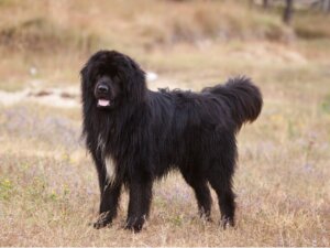 Newfoundland Dog Feeding