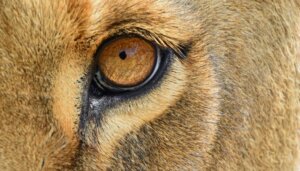 The 6 Mammals with the Most Developed Senses