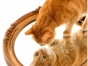 13 Orange Cat Breeds