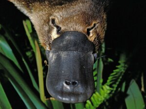 Platypus Venom: Everything You Need to Know