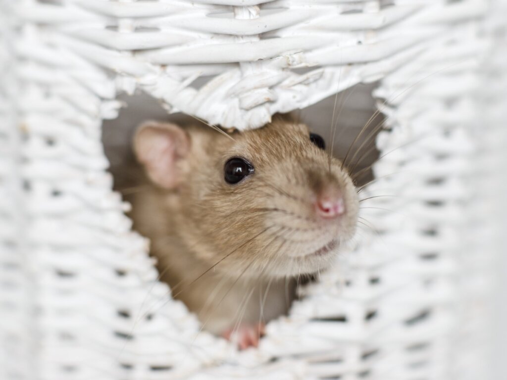 The 6 Smartest Rodents