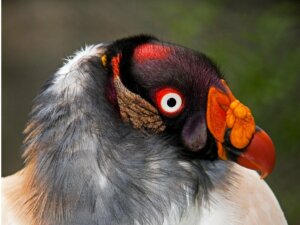 King Vulture: Habitat and Characteristics