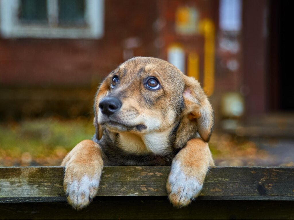 70% of the world's dogs live abandoned