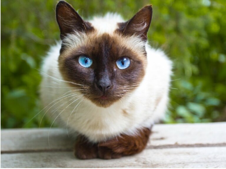 How to Care for Siamese Cats