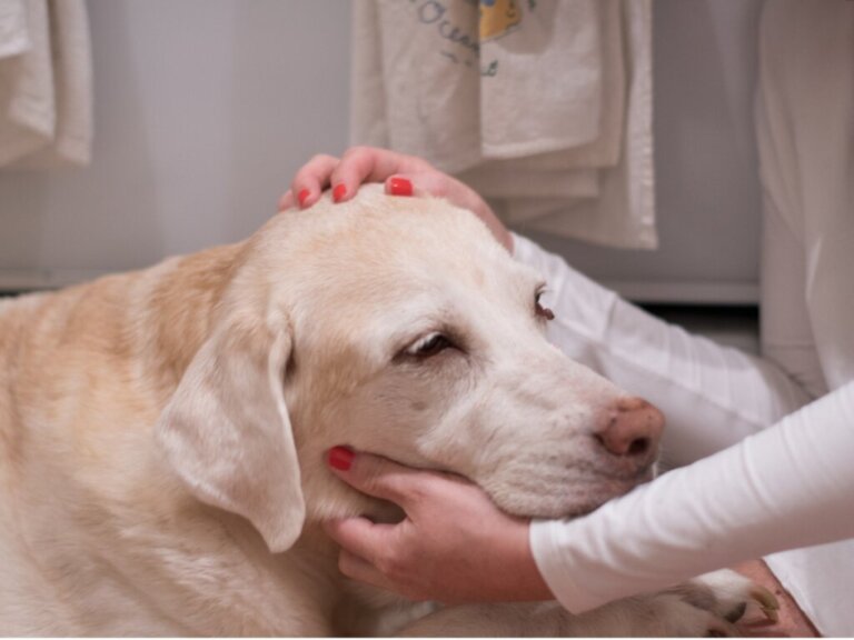 12 Signs Your Dog Might Have Cancer