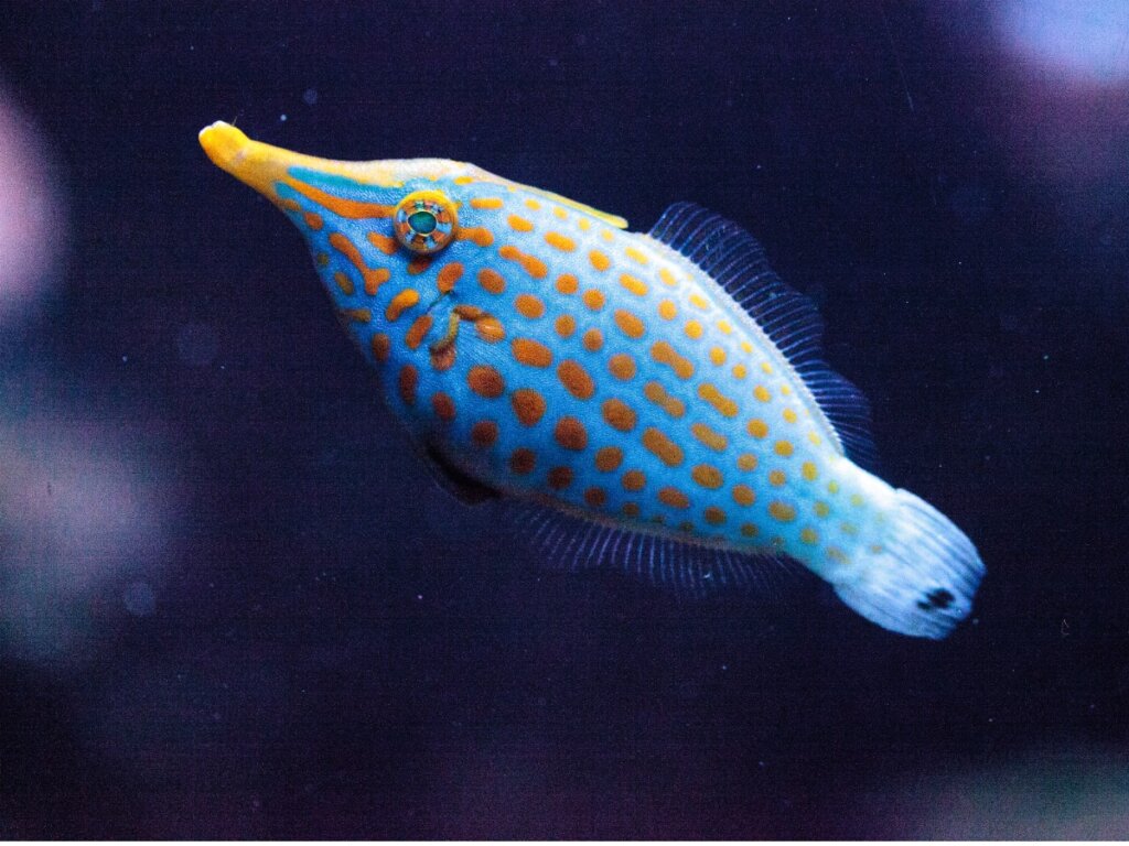 Orange Spotted Filefish: habitat and characteristics
