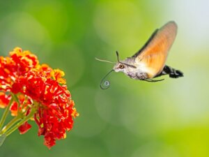 Hummingbird Hawk-Moth: Habitat and Characteristics