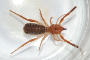 Gluvia Dorsalis: Habitat and Characteristics