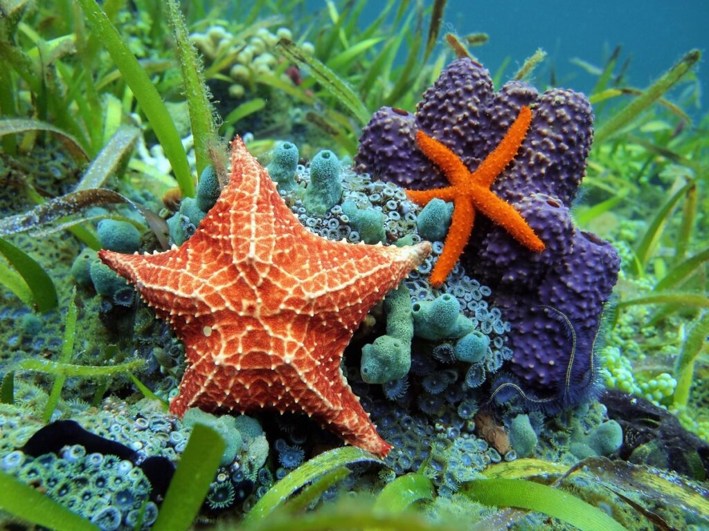 What Do Starfish Eat?