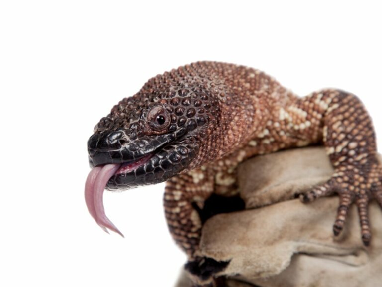 The Mexican Beaded Lizard: Habitat and Characteristics