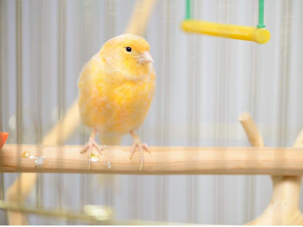 The Reasons Why a Canary Fluffs Up Its Feathers