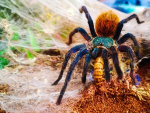 10 Curiosities About Tarantulas
