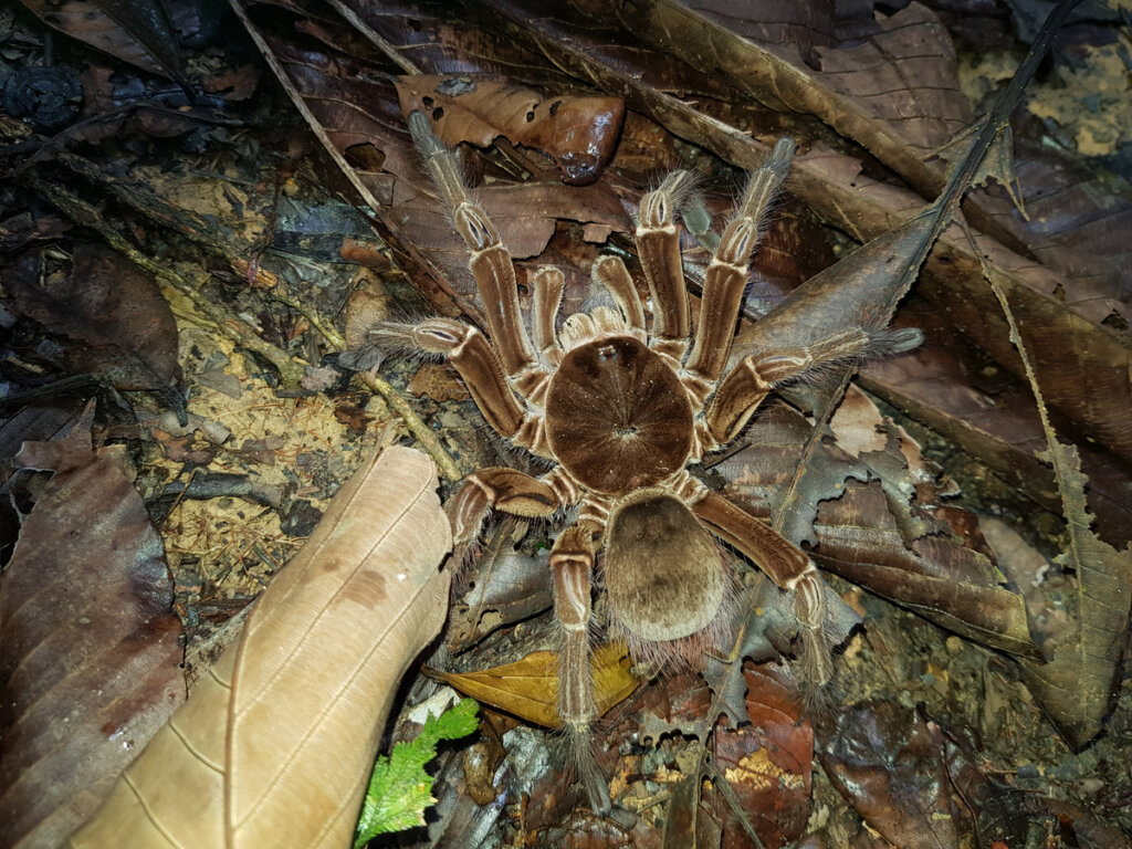 Goliath Birdeater Spider: Habitat and Characteristics