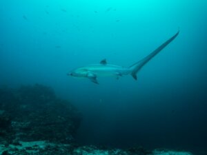 Thresher Shark: Habitat and Characteristics