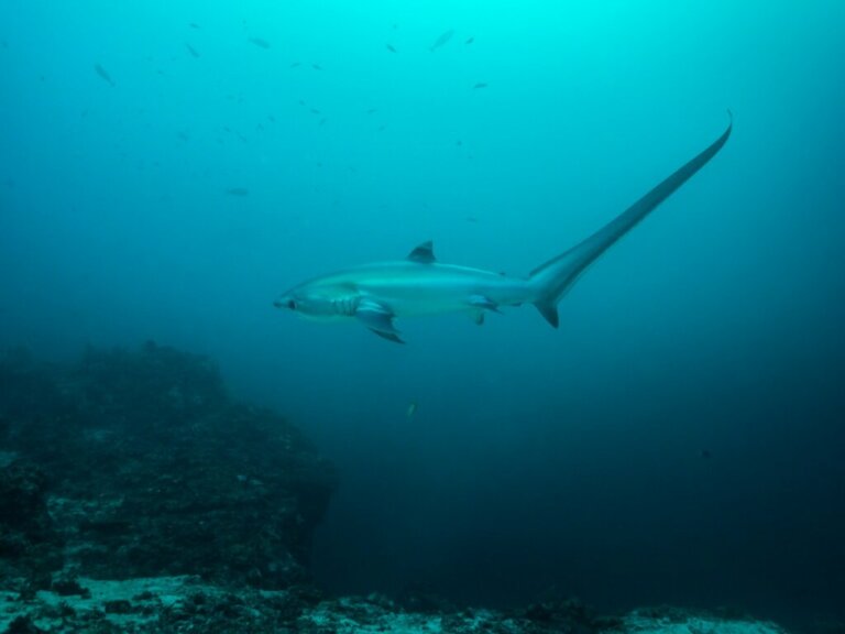 Thresher Shark: Habitat and Characteristics