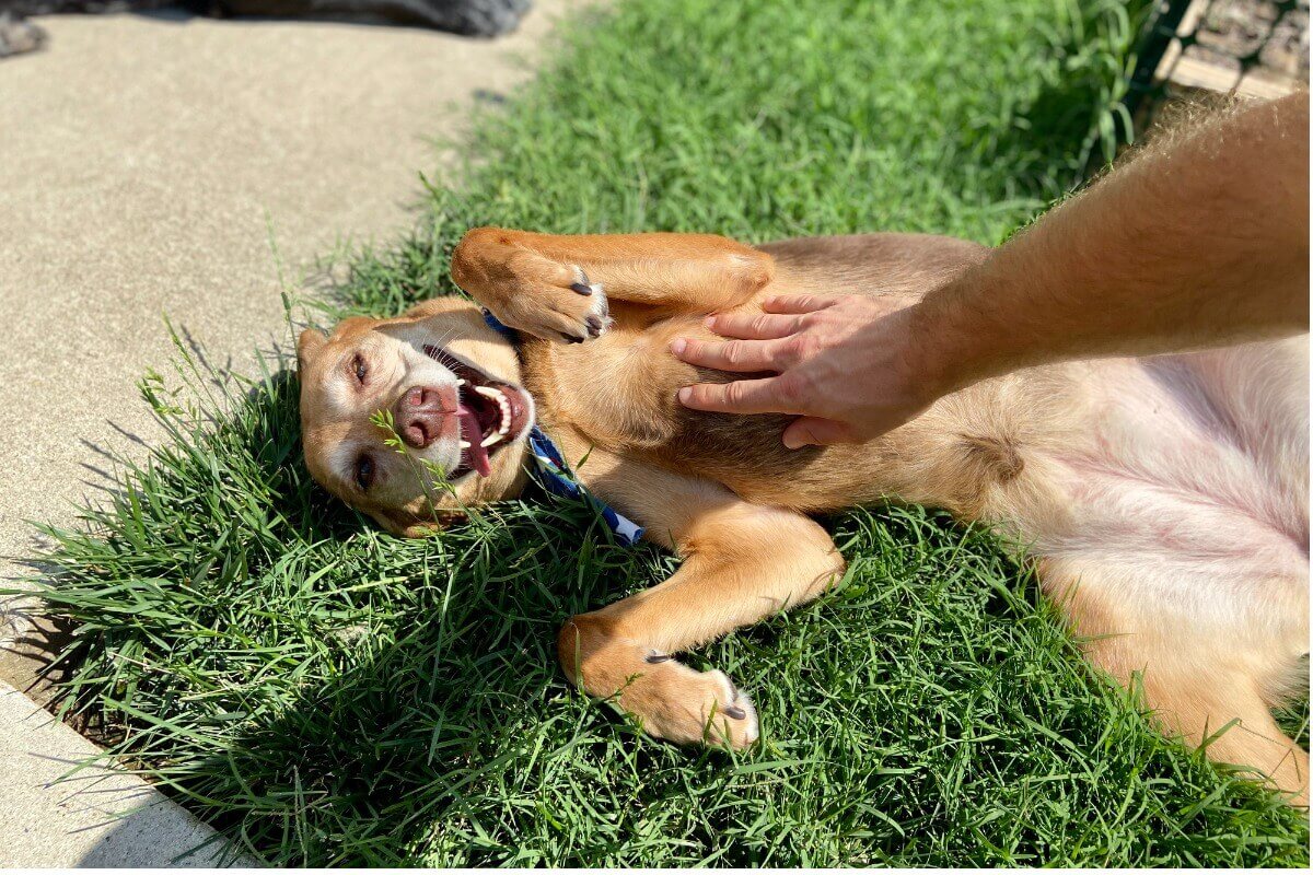 En hund som ligger på ryggen i gräset.