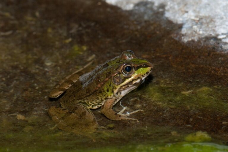 Perez's Frog: Habitat and Characteristics