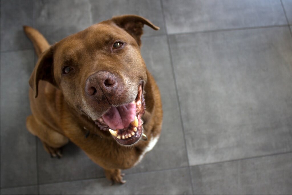 Cimarrón Uruguayo: All About this Breed