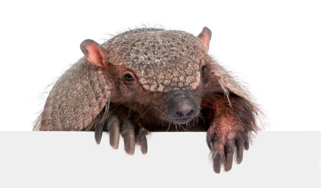 10 Curiosities About Armadillos